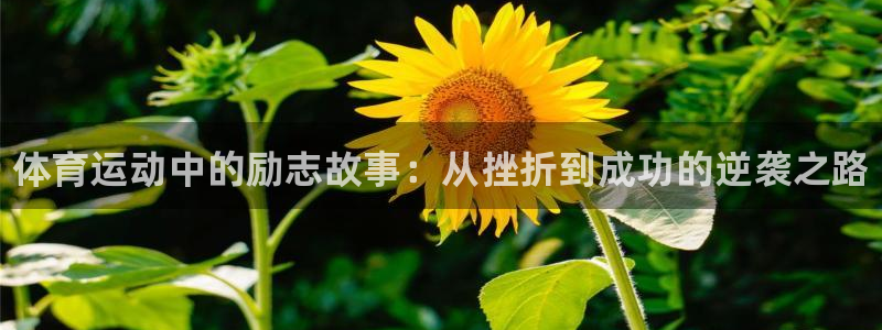 3377体育官方正版app集团官网首页网址：体育运动中的励志