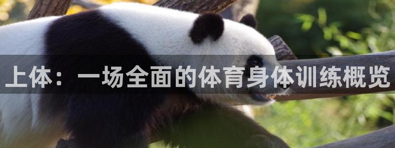 3377体育官方正版app代理：上体：一场全面的体育身体训练
